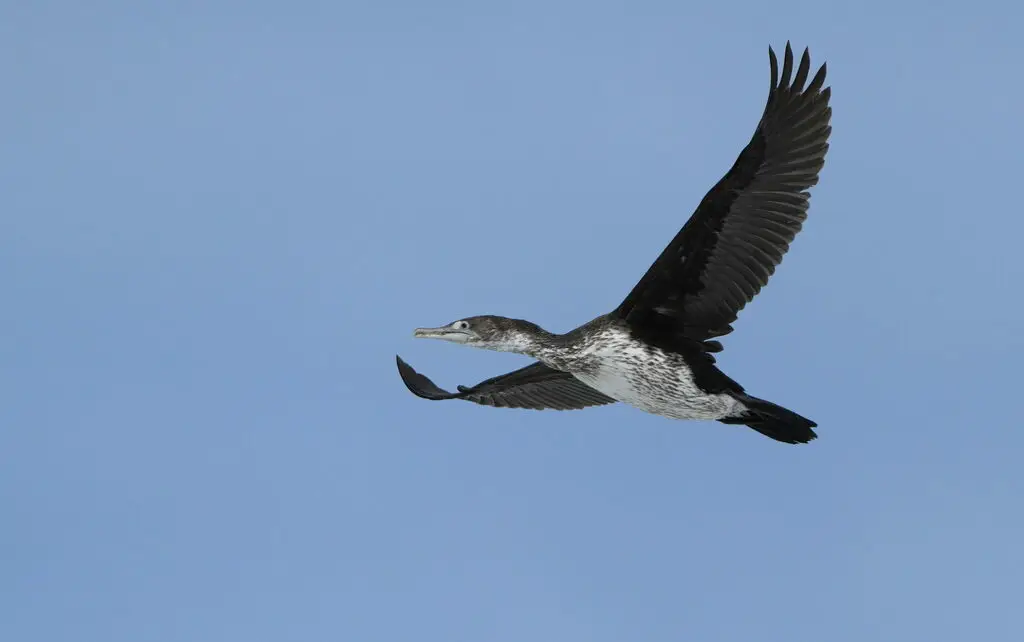 斑鸬鹚(Phalacrocorax varius)