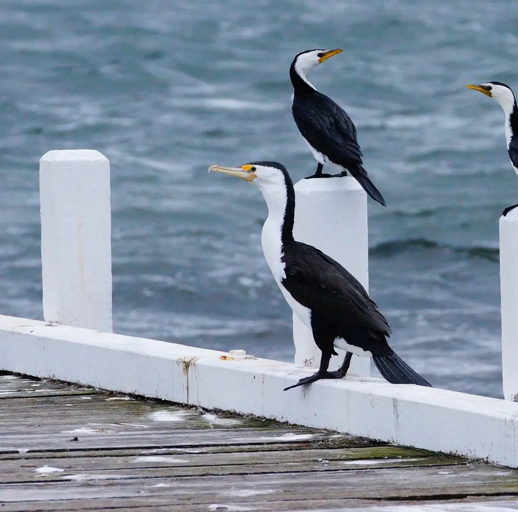 斑鸬鹚(Phalacrocorax varius)