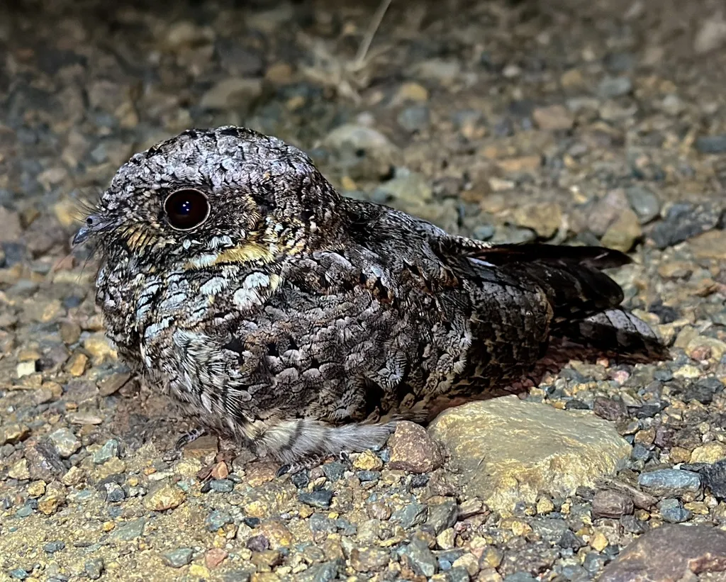 北美小夜鹰(Phalaenoptilus nuttallii)
