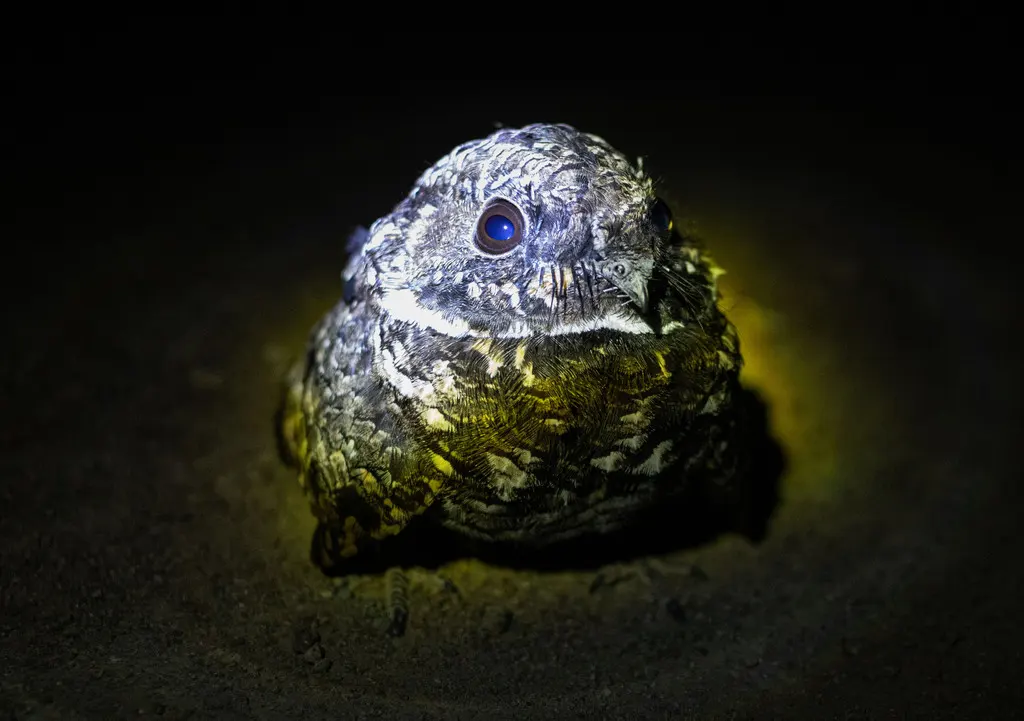 北美小夜鹰(Phalaenoptilus nuttallii)
