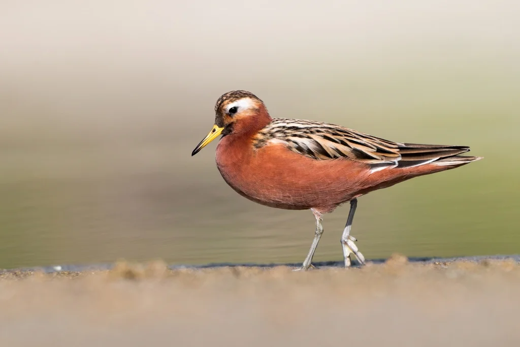 灰瓣蹼鹬(Phalaropus fulicarius)