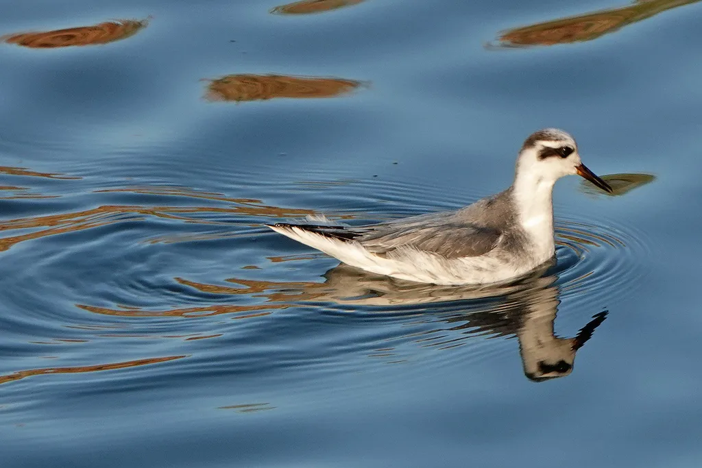 灰瓣蹼鹬(Phalaropus fulicarius)