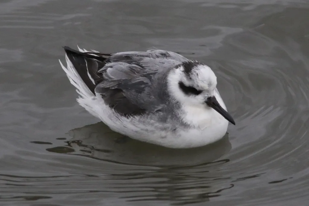 灰瓣蹼鹬(Phalaropus fulicarius)
