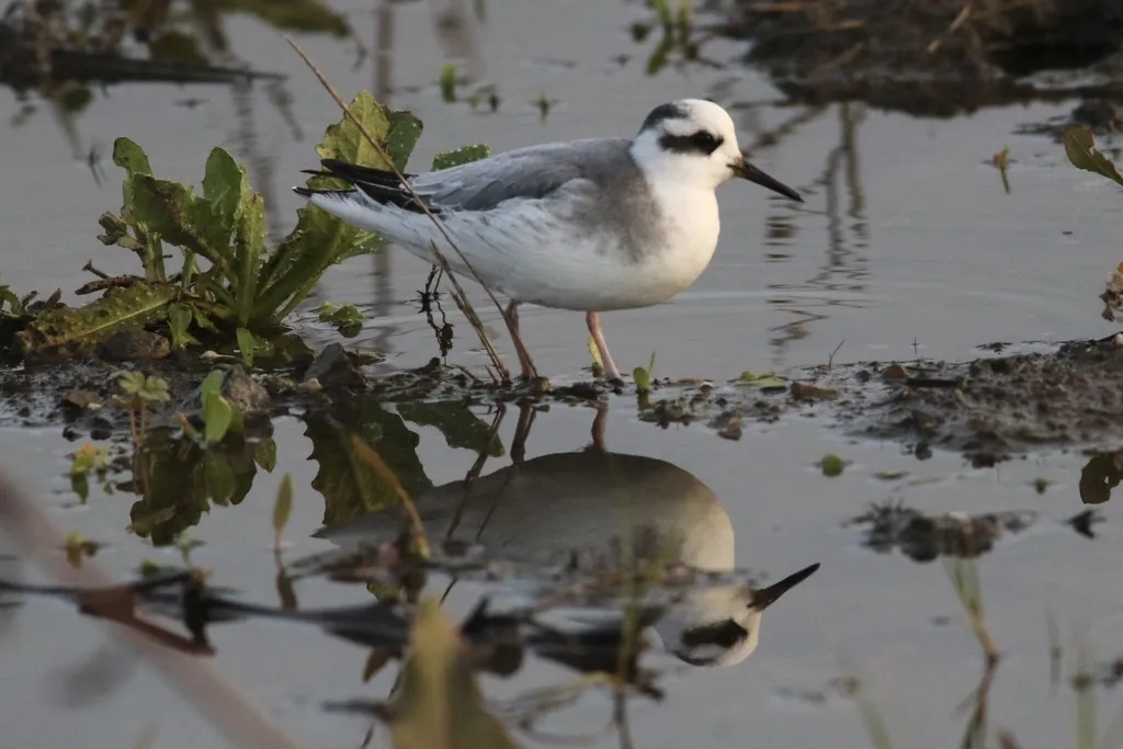 灰瓣蹼鹬(Phalaropus fulicarius)