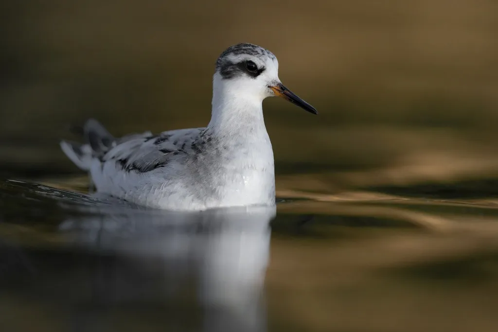 灰瓣蹼鹬(Phalaropus fulicarius)