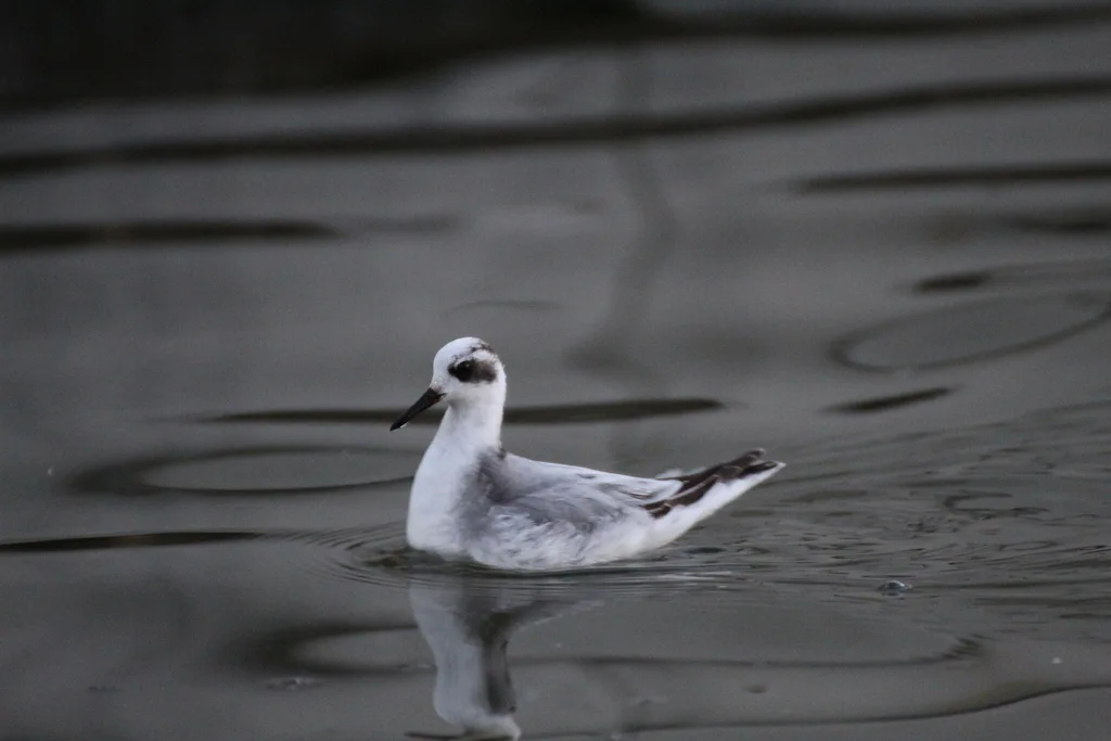 灰瓣蹼鹬(Phalaropus fulicarius)