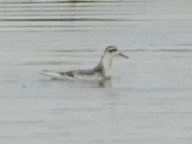 灰瓣蹼鹬(Phalaropus fulicarius)