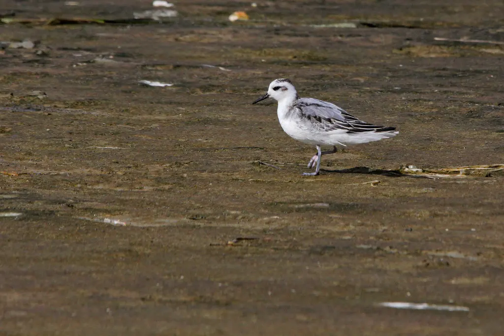 灰瓣蹼鹬(Phalaropus fulicarius)