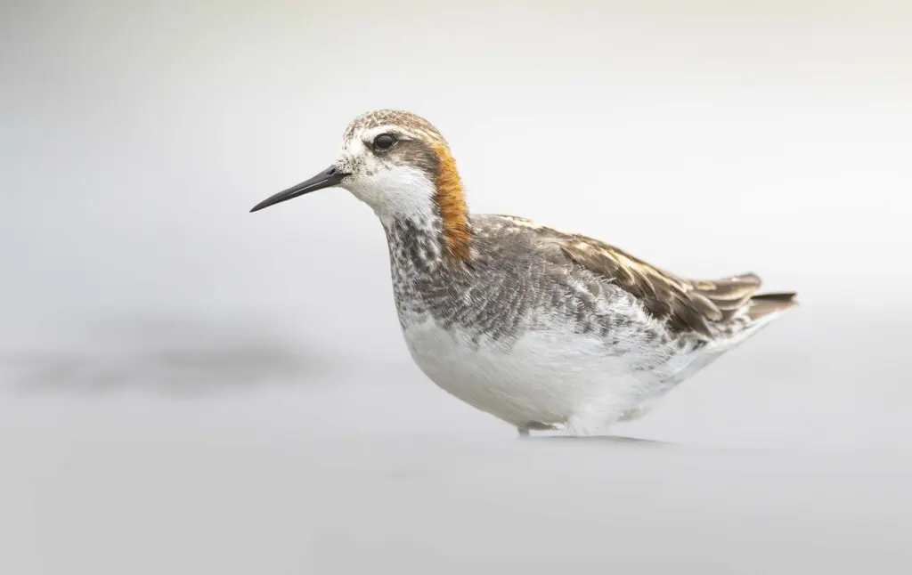 红颈瓣蹼鹬(Phalaropus lobatus)