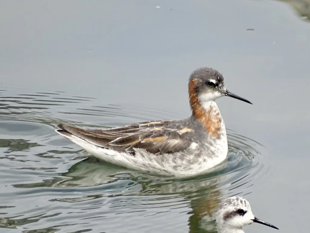 红颈瓣蹼鹬(Phalaropus lobatus)