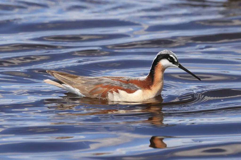 细嘴瓣蹼鹬(Phalaropus tricolor)