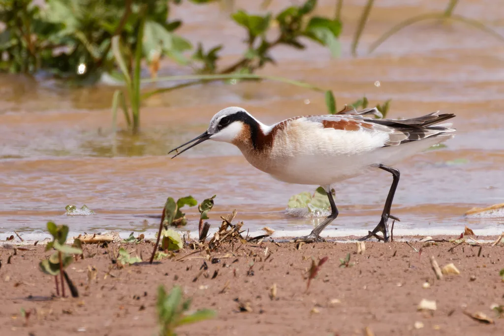 细嘴瓣蹼鹬(Phalaropus tricolor)