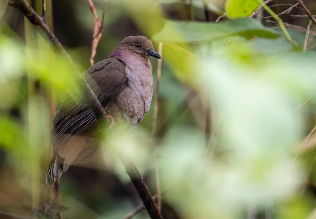 棉岛褐果鸠(Phapitreron brunneiceps)