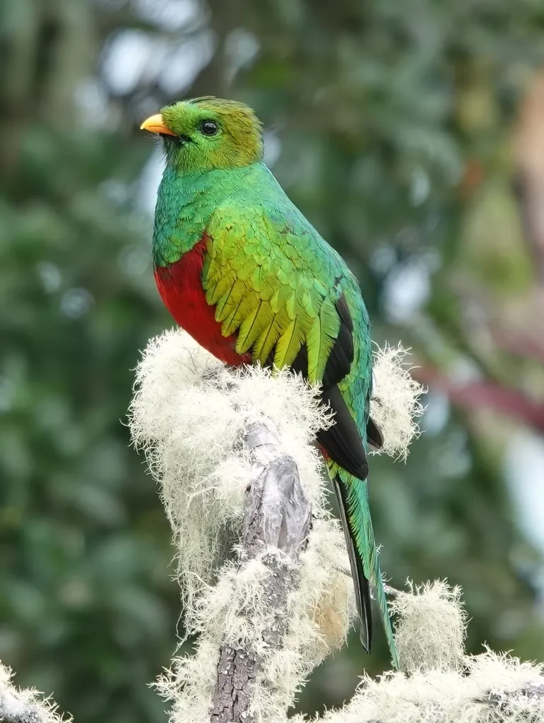 白尾梢绿咬鹃(Pharomachrus fulgidus)