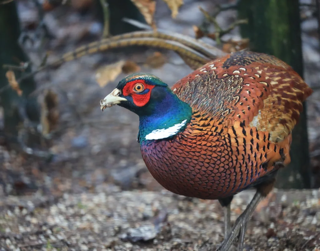 雉鸡(Phasianus colchicus)