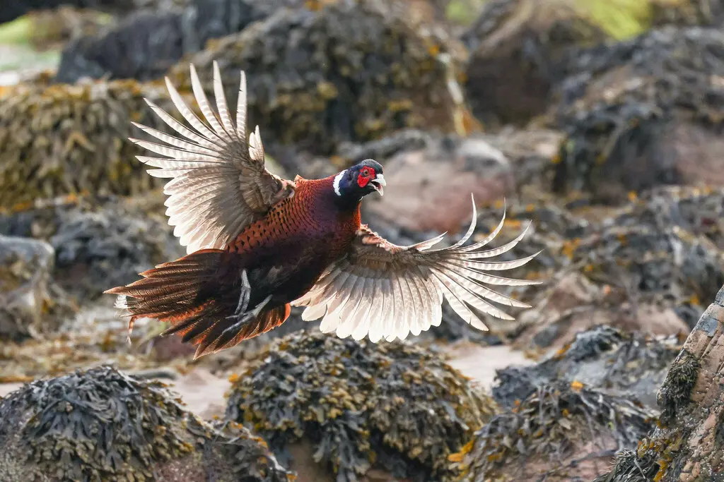 雉鸡(Phasianus colchicus)