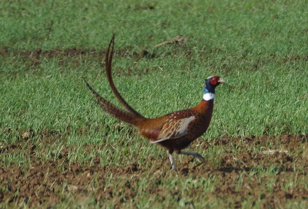 雉鸡(Phasianus colchicus)