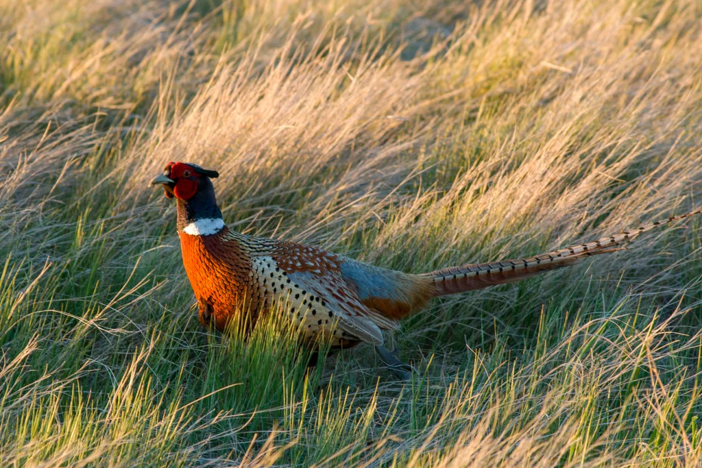 雉鸡(Phasianus colchicus)