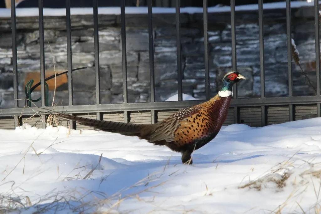 雉鸡(Phasianus colchicus)