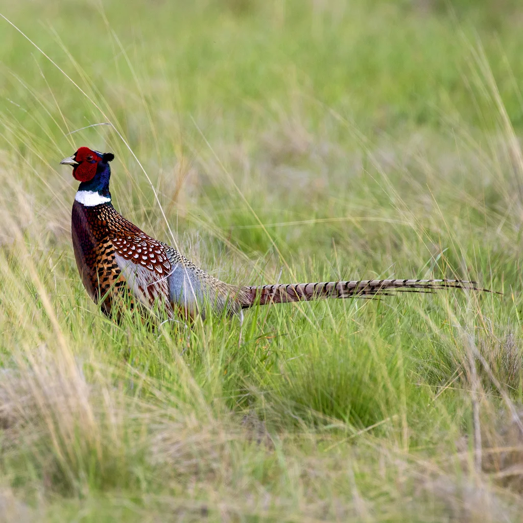 雉鸡(Phasianus colchicus)
