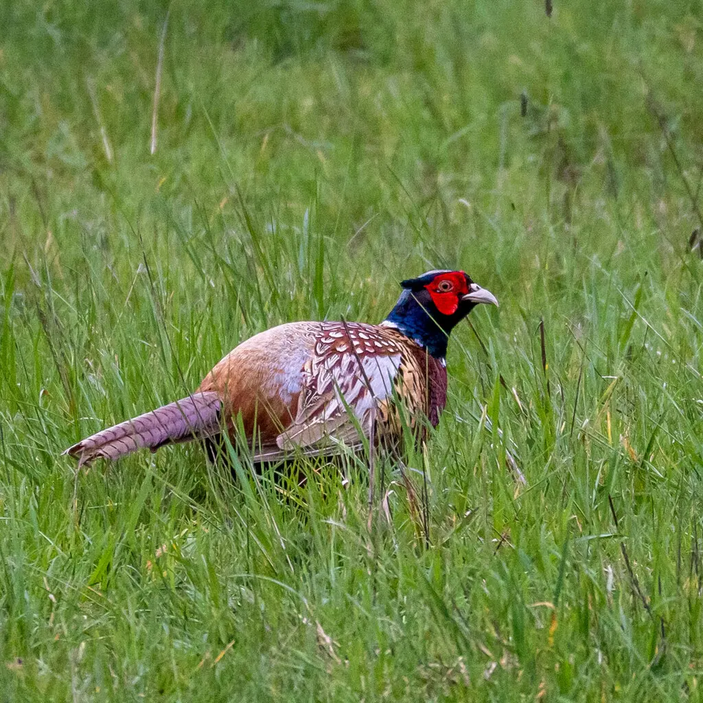 雉鸡(Phasianus colchicus)