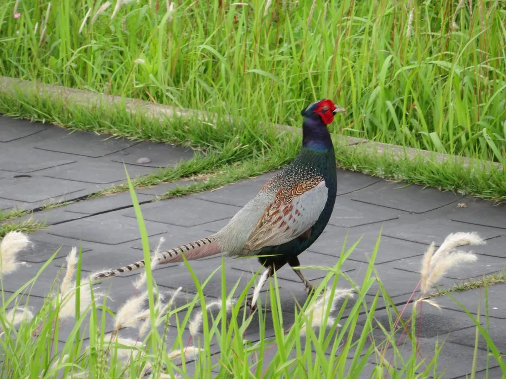 绿雉(Phasianus versicolor)