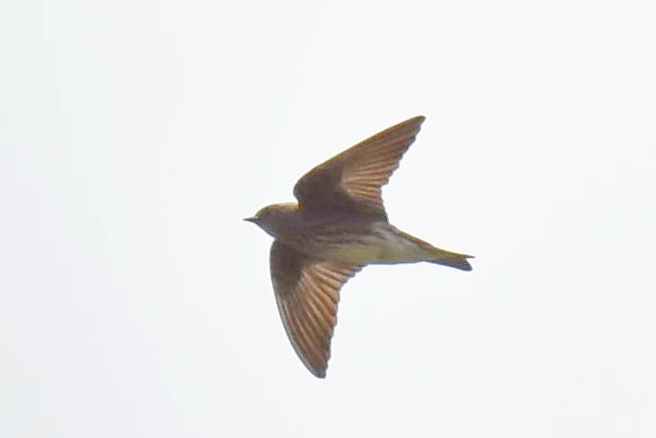 马岛原燕(Phedina borbonica)