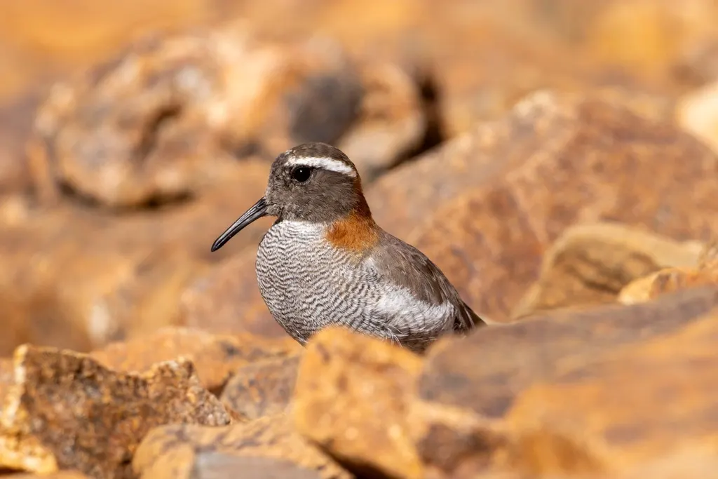 黑顶鸻(Phegornis mitchellii)