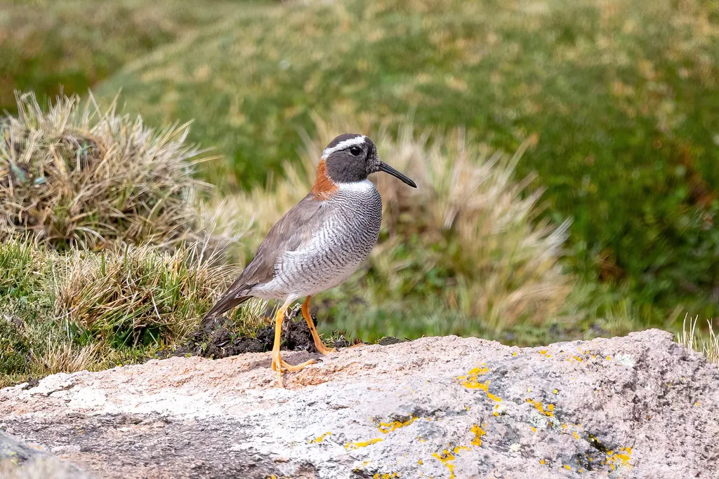 黑顶鸻(Phegornis mitchellii)