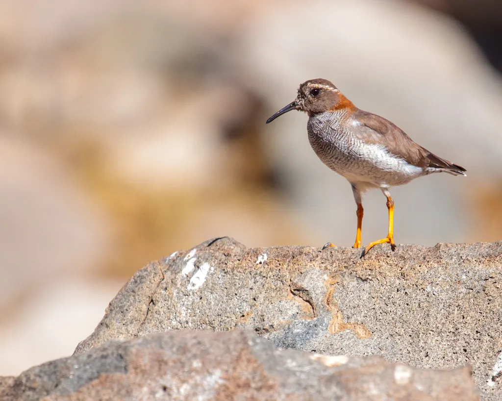 黑顶鸻(Phegornis mitchellii)