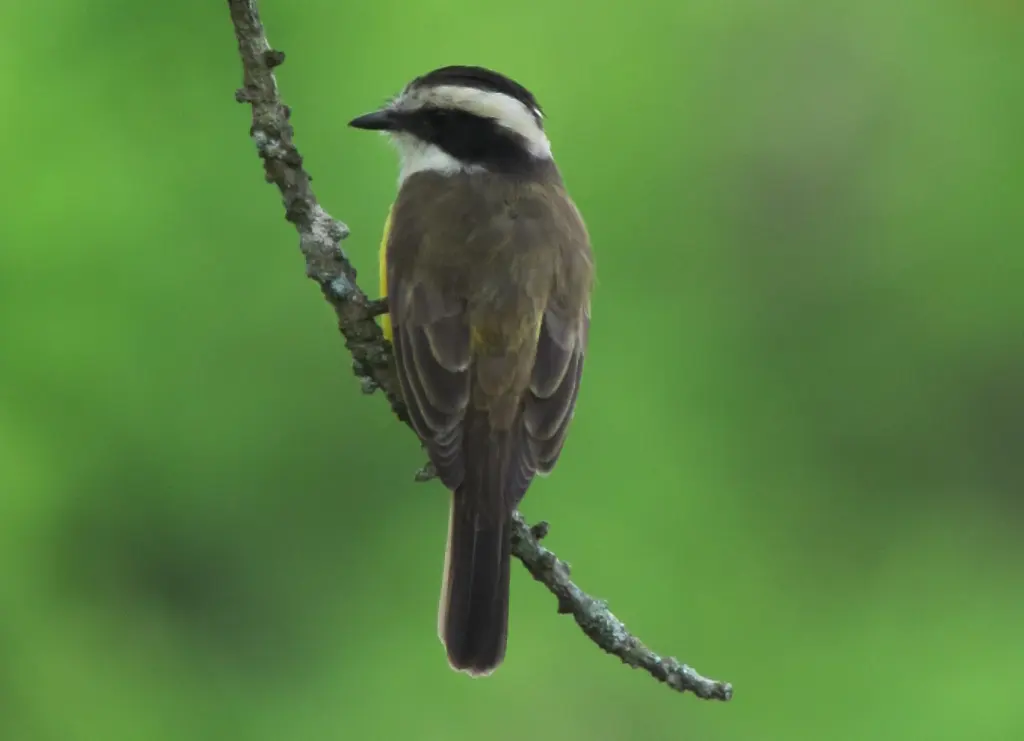 白须短嘴霸鹟(Phelpsia inornata)