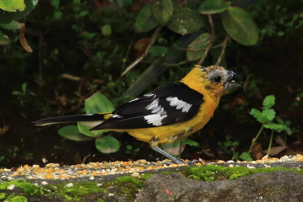 黄腹斑翅雀(Pheucticus chrysogaster)