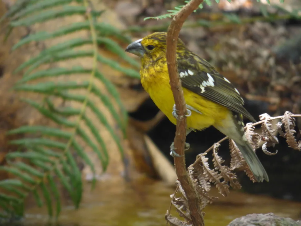 黄腹斑翅雀(Pheucticus chrysogaster)