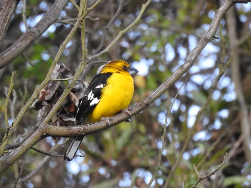 黄腹斑翅雀(Pheucticus chrysogaster)