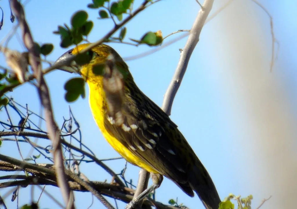 黄色斑翅雀(Pheucticus chrysopeplus)