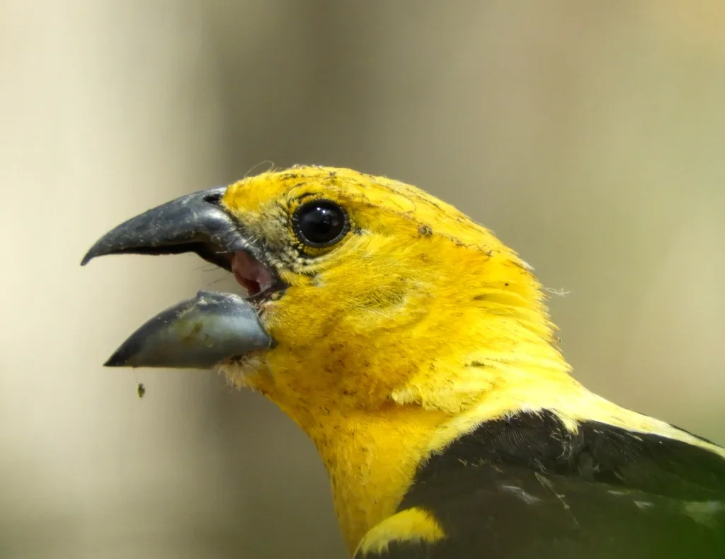 黄色斑翅雀(Pheucticus chrysopeplus)
