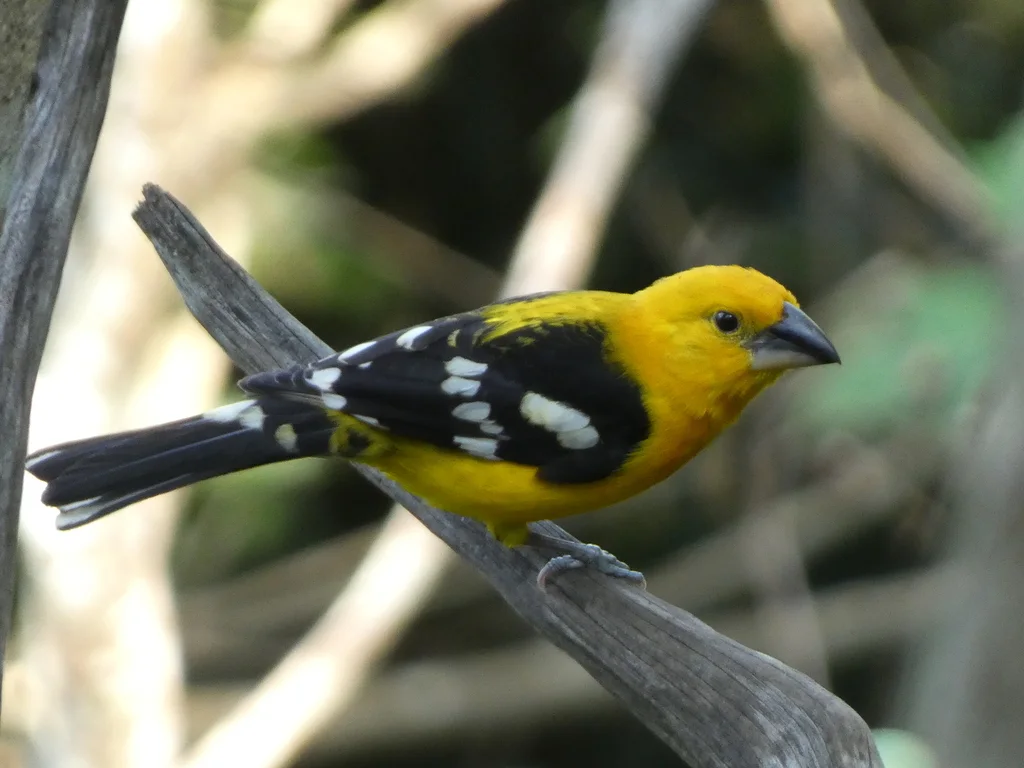 黄色斑翅雀(Pheucticus chrysopeplus)