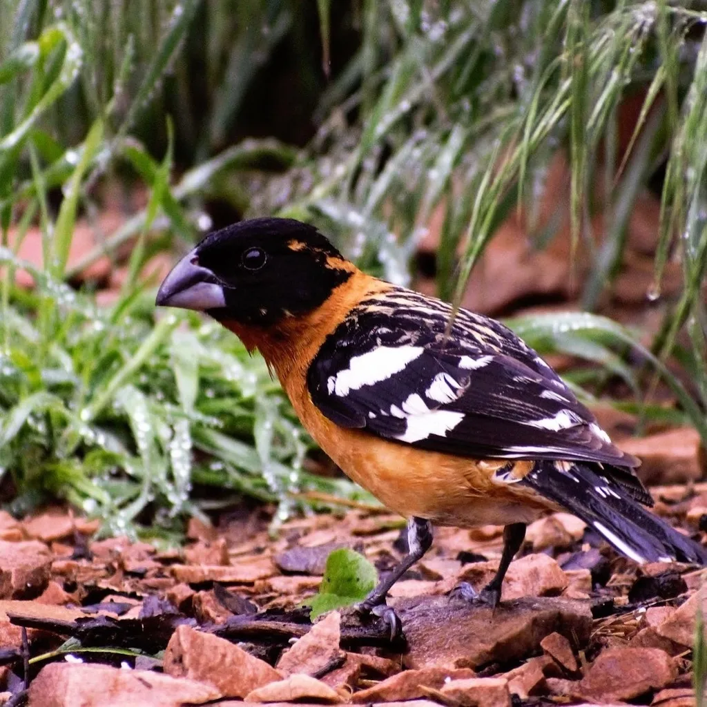 黑头斑翅雀(Pheucticus melanocephalus)