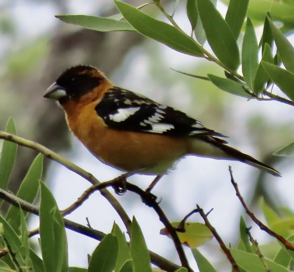 黑头斑翅雀(Pheucticus melanocephalus)