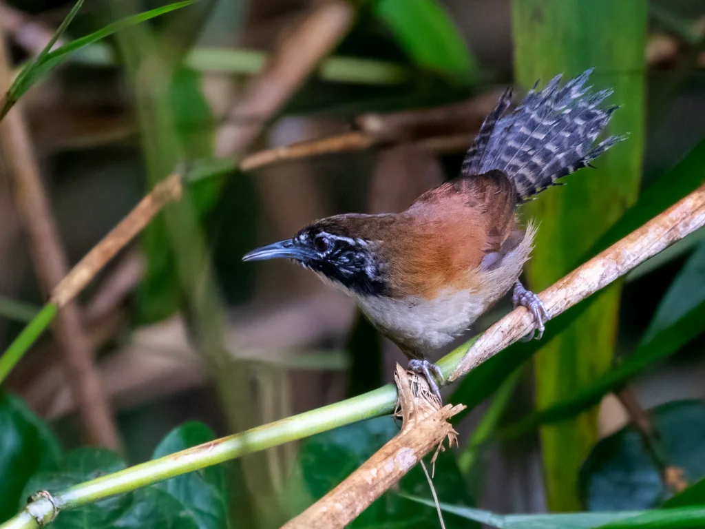 科拉苇鹪鹩(Pheugopedius coraya)