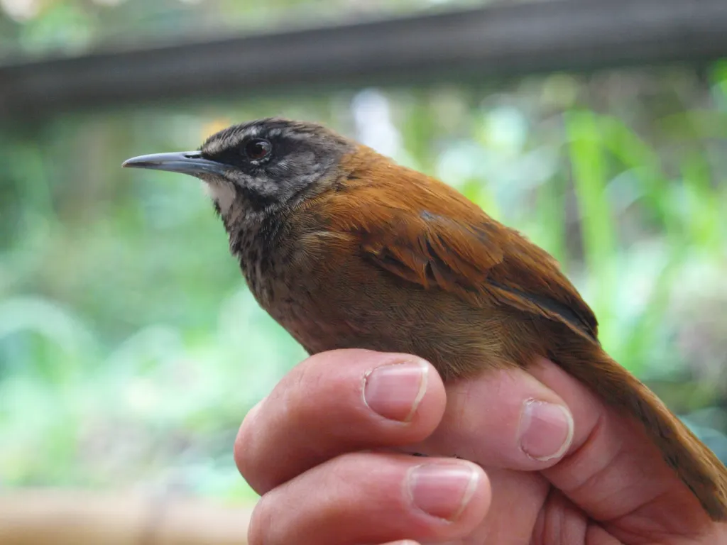 淡尾苇鹪鹩(Pheugopedius euophrys)