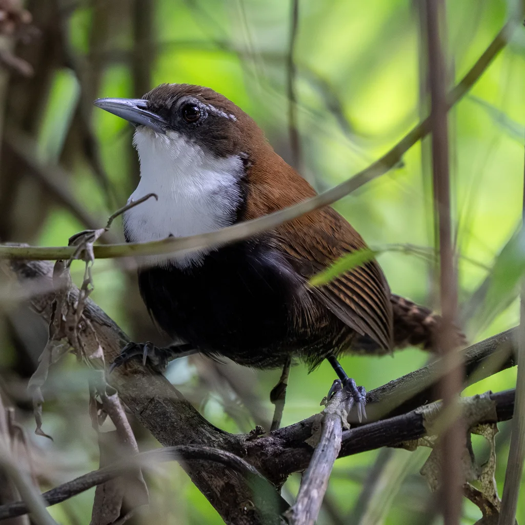 黑腹苇鹪鹩（Pheugopedius fasciatoventris）