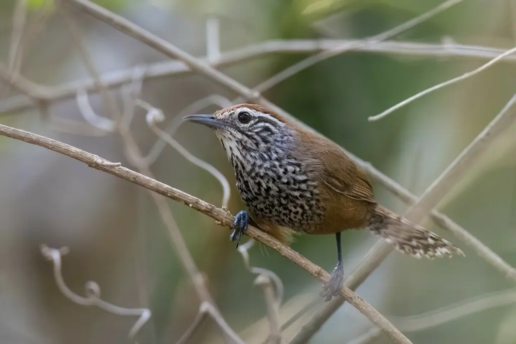 斑胸苇鹪鹩(Pheugopedius maculipectus)