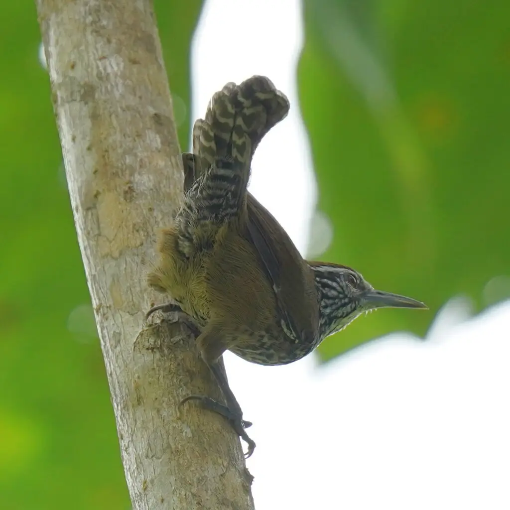 斑胸苇鹪鹩(Pheugopedius maculipectus)