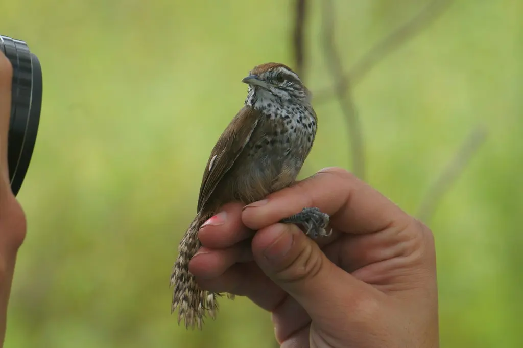 斑胸苇鹪鹩(Pheugopedius maculipectus)
