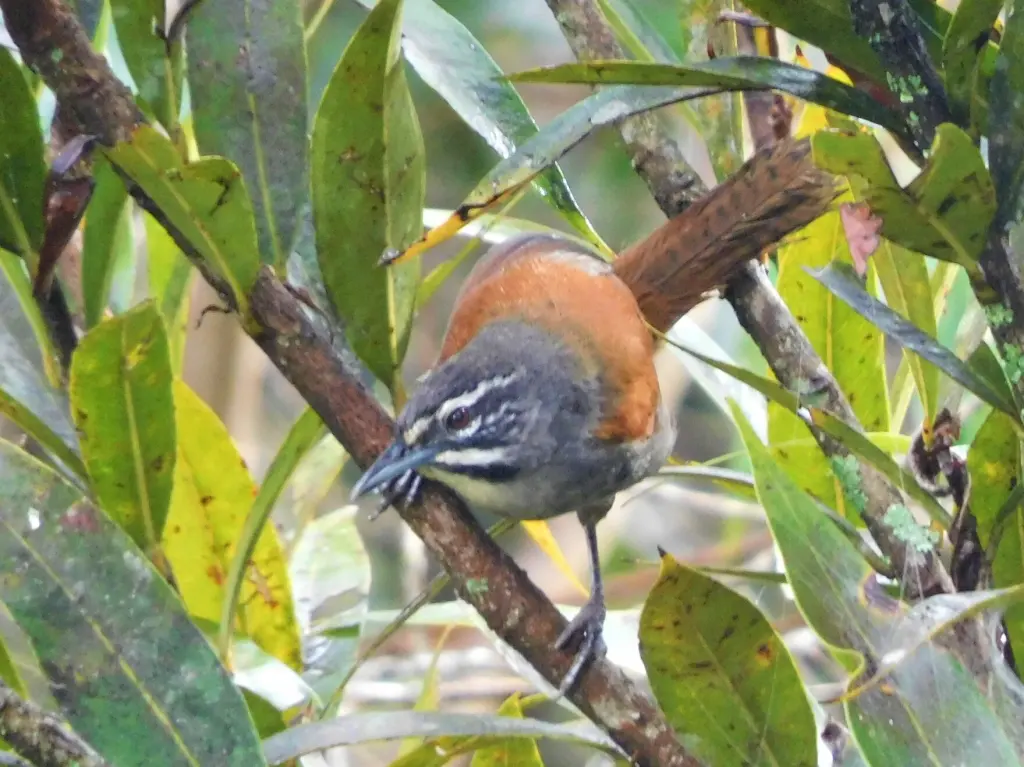 髯苇鹪鹩(Pheugopedius mystacalis)