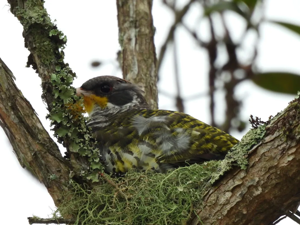 燕尾伞鸟(Phibalura flavirostris)