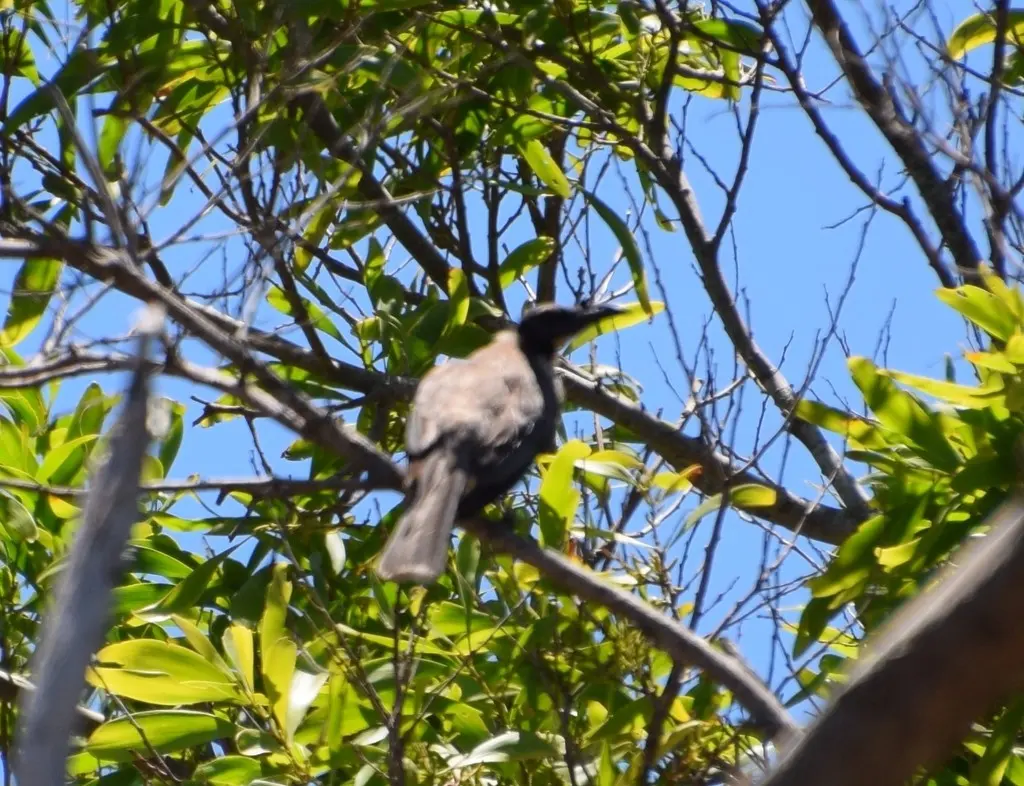 噪吮蜜鸟(Philemon corniculatus)