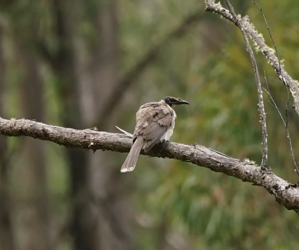 噪吮蜜鸟(Philemon corniculatus)