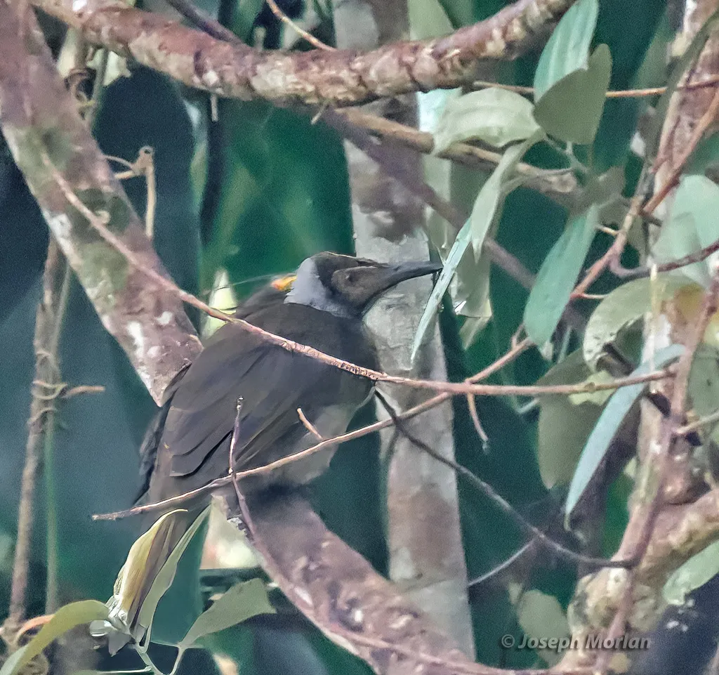 灰颈吮蜜鸟(Philemon subcorniculatus)